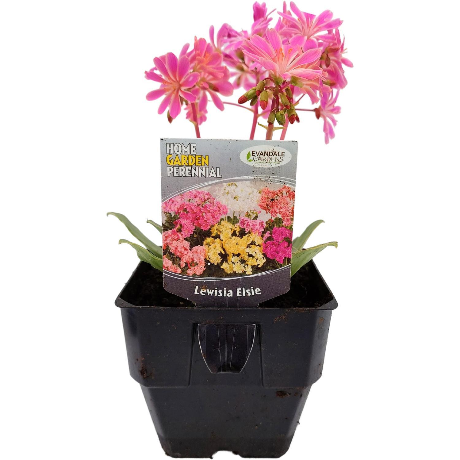 Lewisia Elise