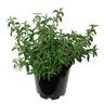 Cistus skanbergii 3.3 litre