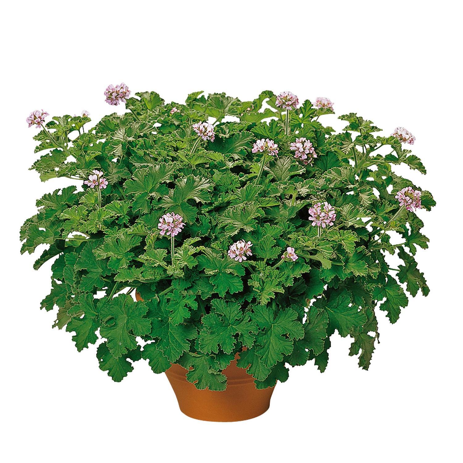 Pelargonium Scented Collection