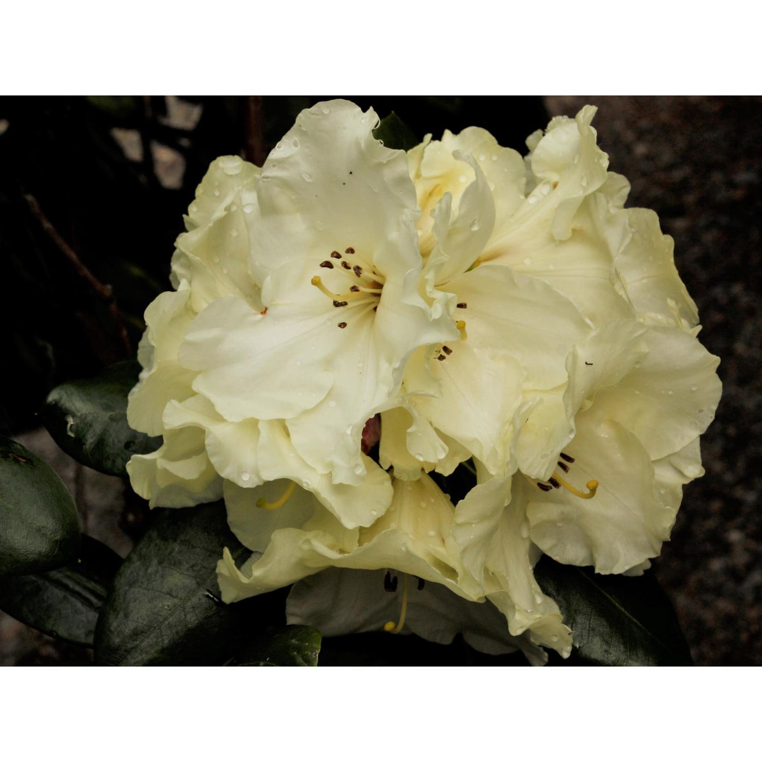 Rhododendron Gandy Dancer