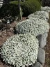 Arenaria Avalanche