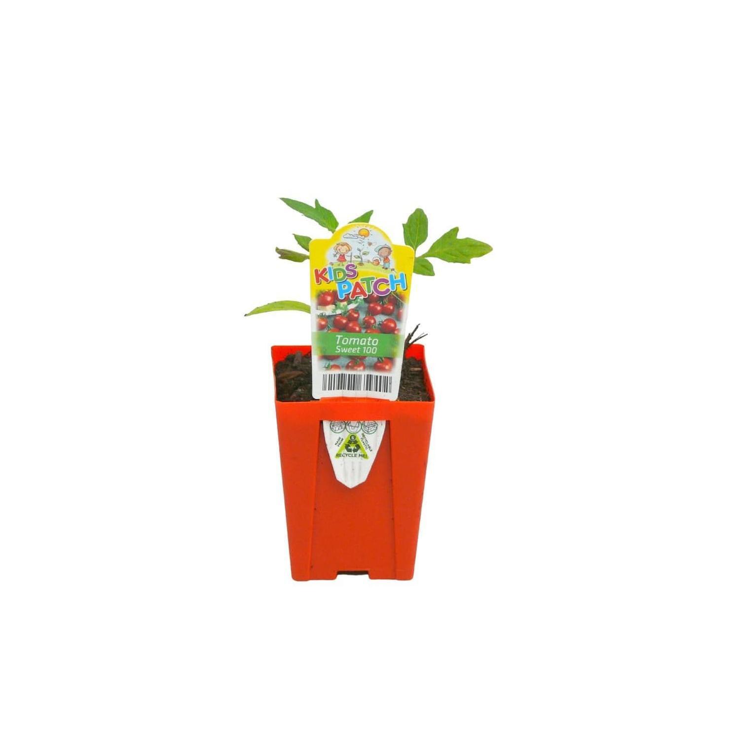 Tomato 'Sweet 100'