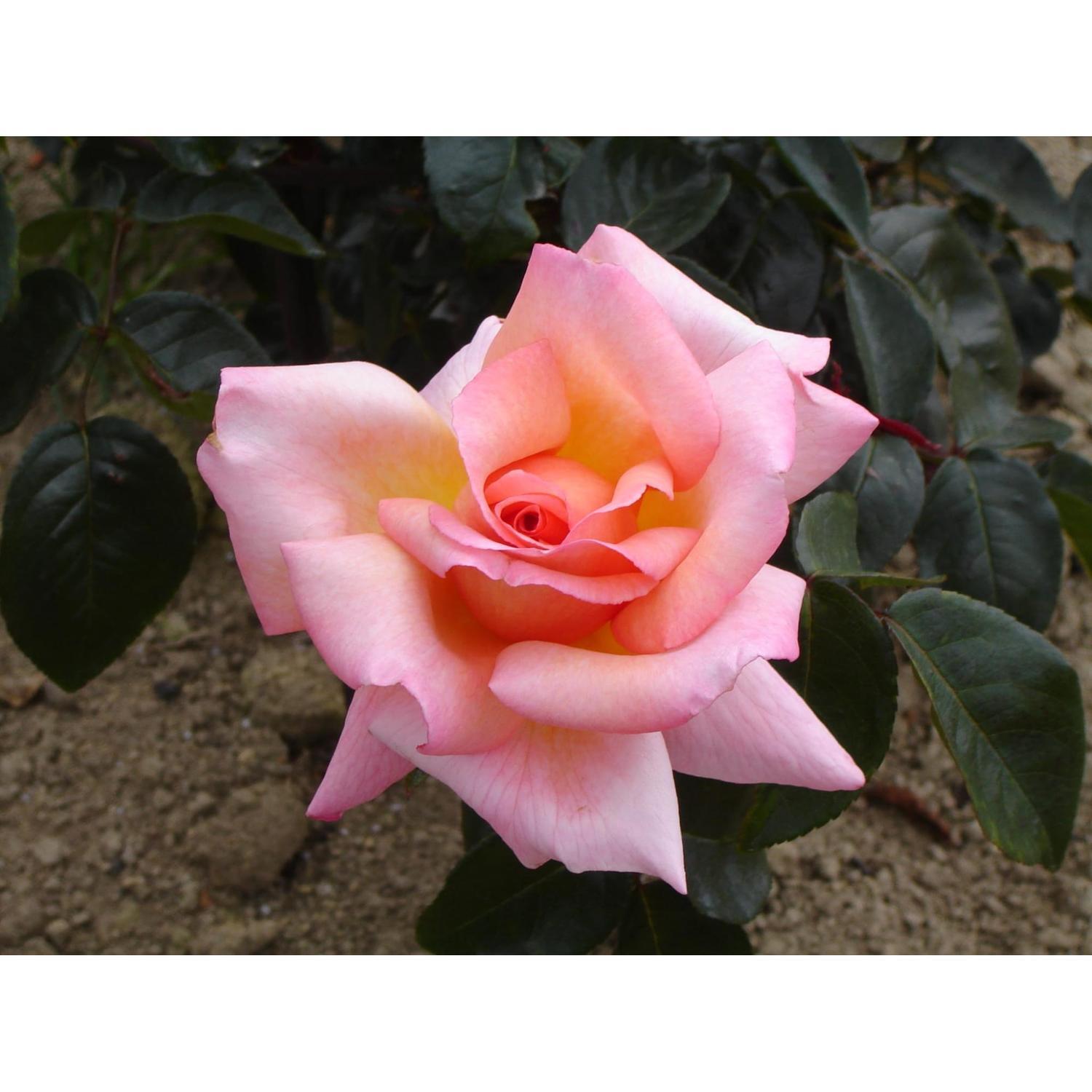 Rose Compassion 4.7L