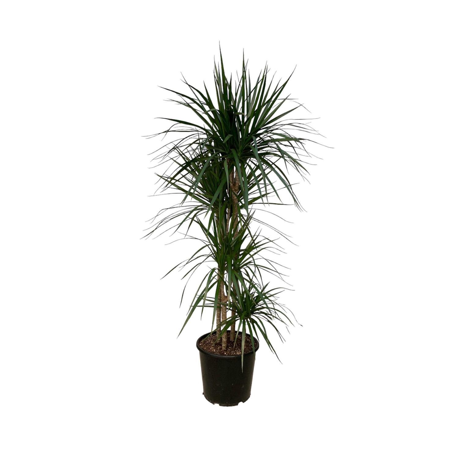 Dracaena Marginata Multi Triple Stem 8.5L  Green and red