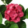 Hydrangea Piamina