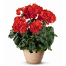 Geranium Pac Dark Delight