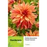Dahlia Decorative French Cancan 1 Pack