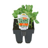 Pea Sugar Snap Pack of 6