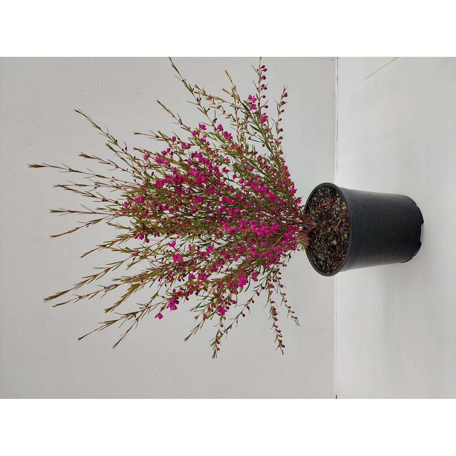 Boronia Lipstick
