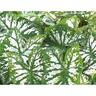Potted Caladium