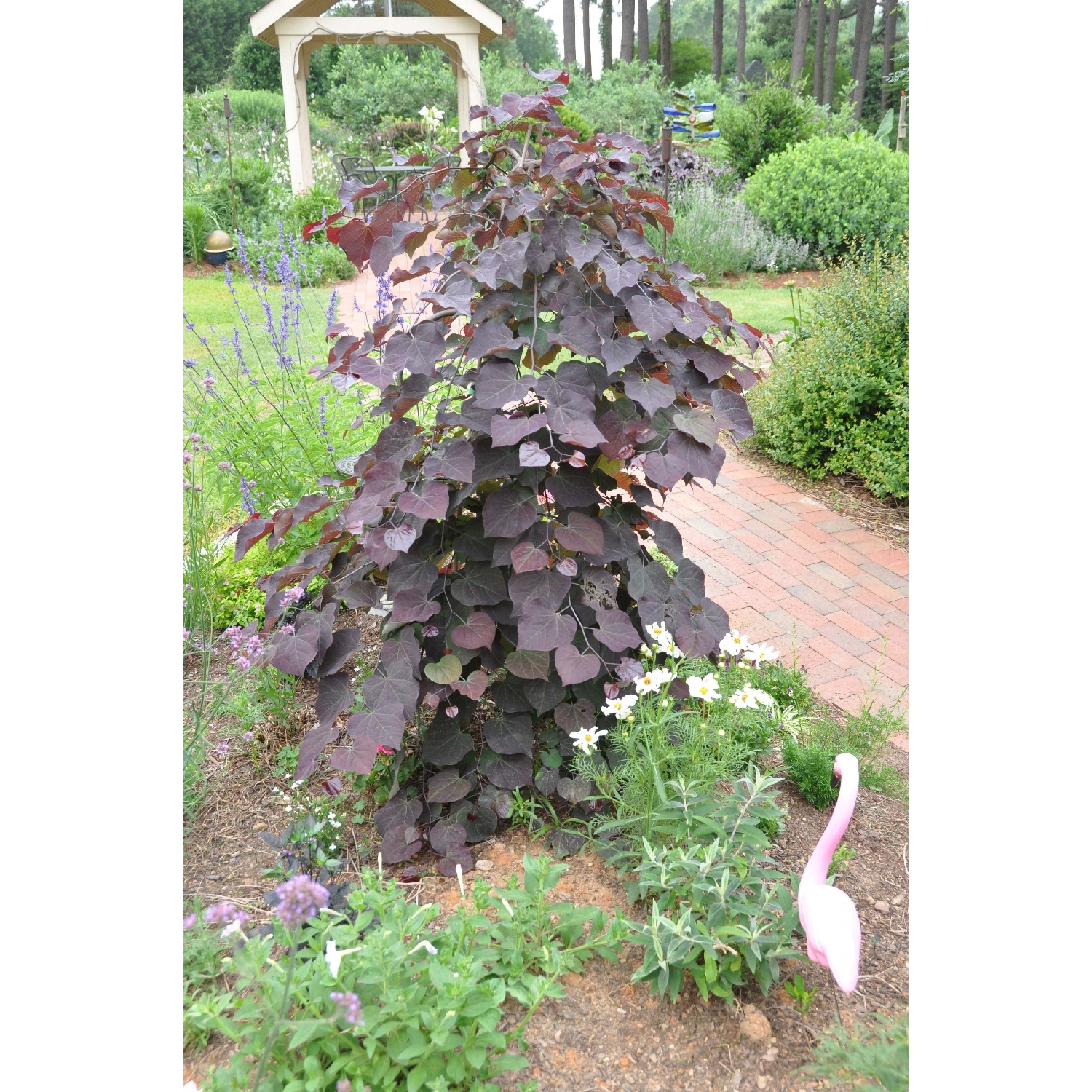Cercis 'Ruby Falls'