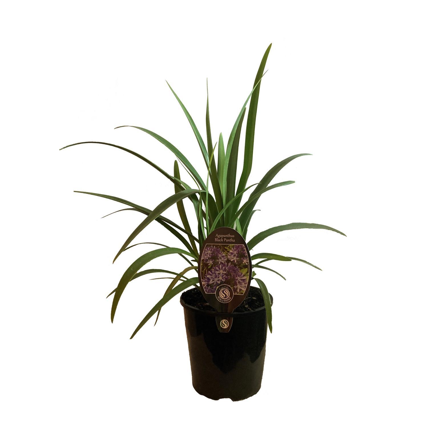 Agapanthus Black Pantha