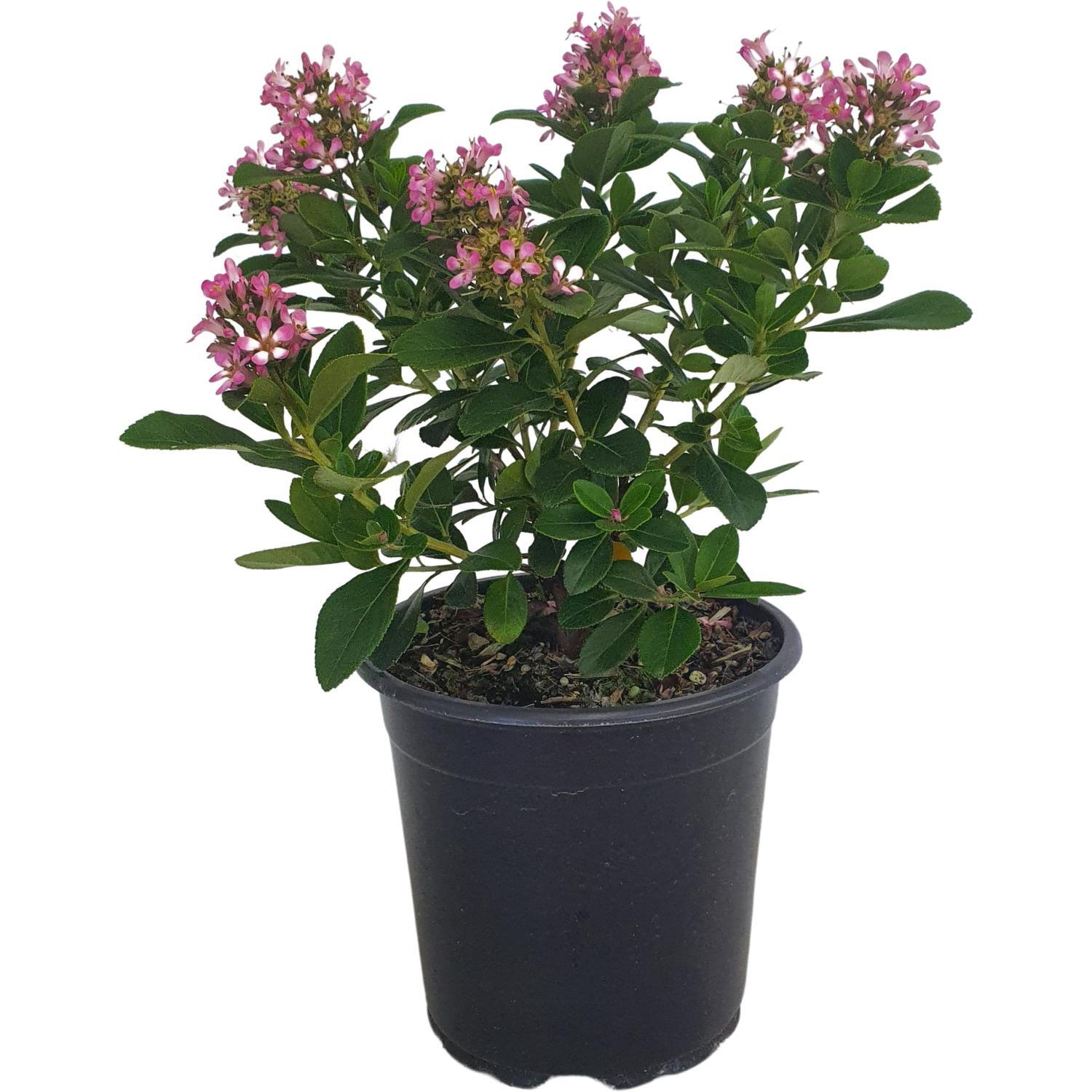 Escallonia Pink Elle