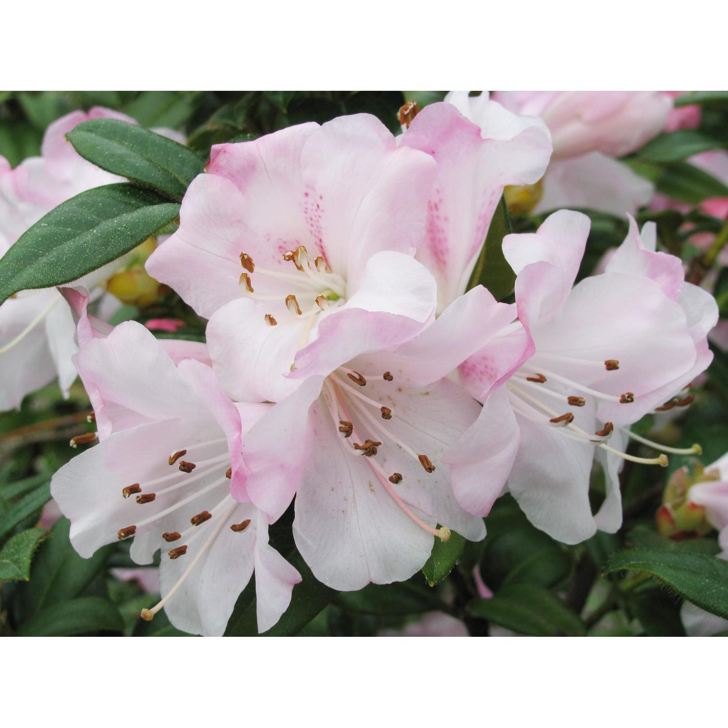 Rhododendron Cilipinense