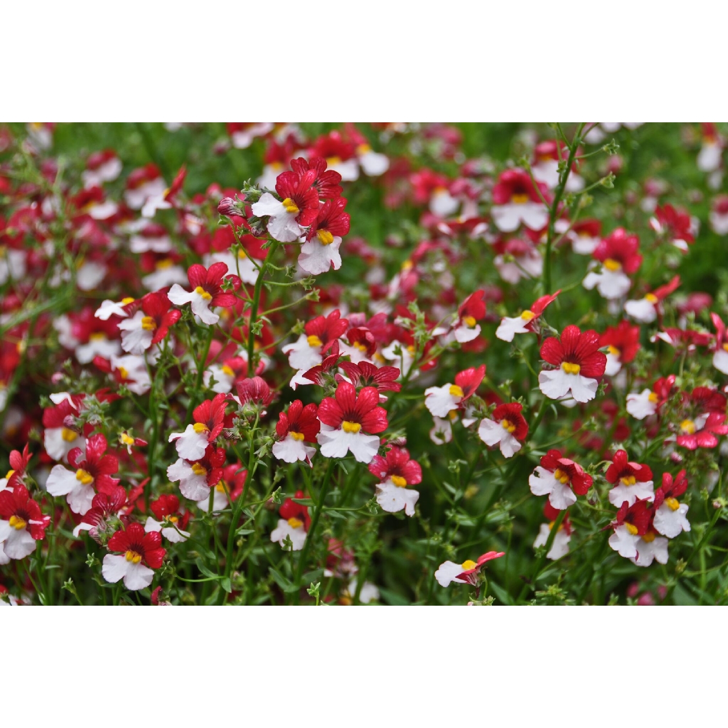 Nemesia Cherry on Ice