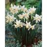 Daffodil Miniature Tete a Tete White 5 Pack