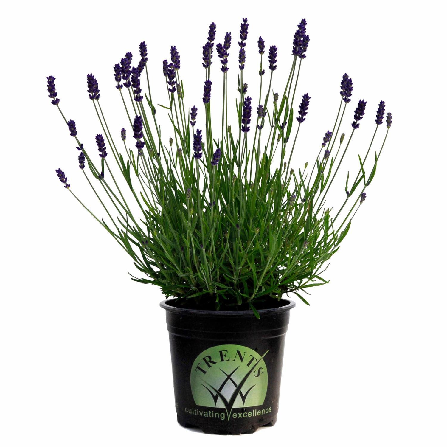 Lavender Foveaux Storm 14cm