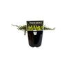 Coprosma Hawera 1.9 litre Green