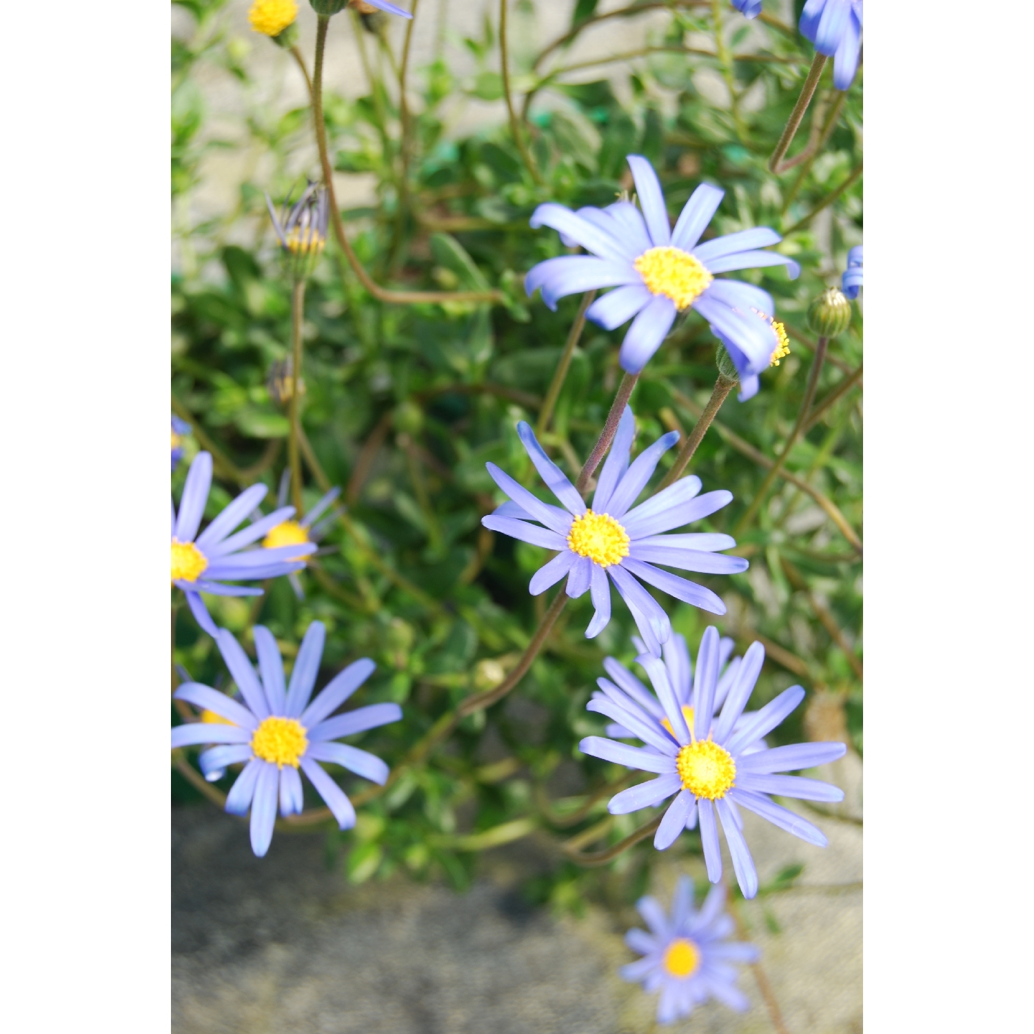 Felicia 'Gold Sapphire'