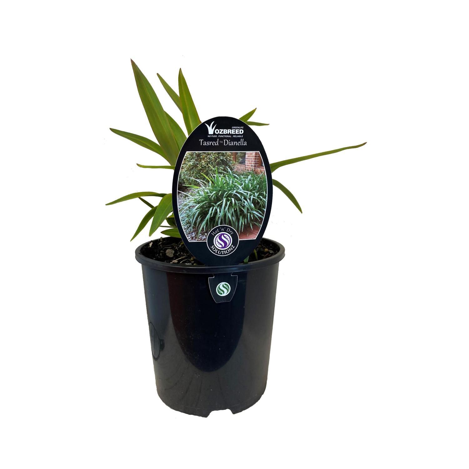 Dianella Tasred