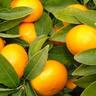Mandarin Encore