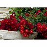 Flower Carpet Rose