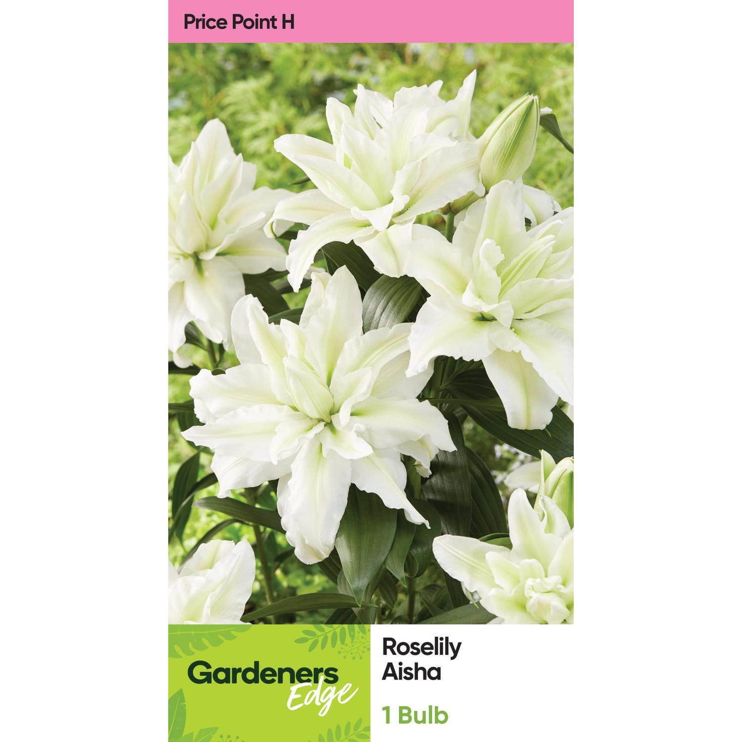 Lily Oriental Roselily Aisha  Pack of 1