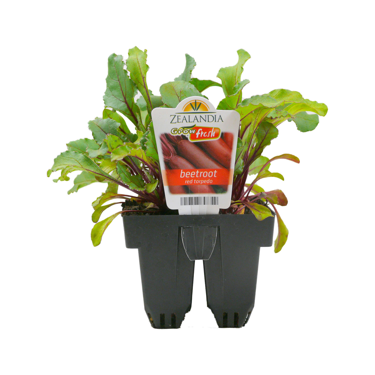 Beetroot Red Torpedo