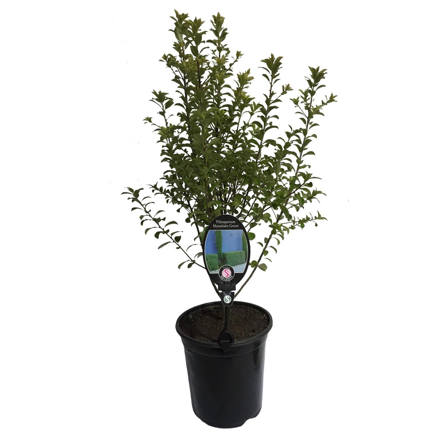Pittosporum Mountain Green