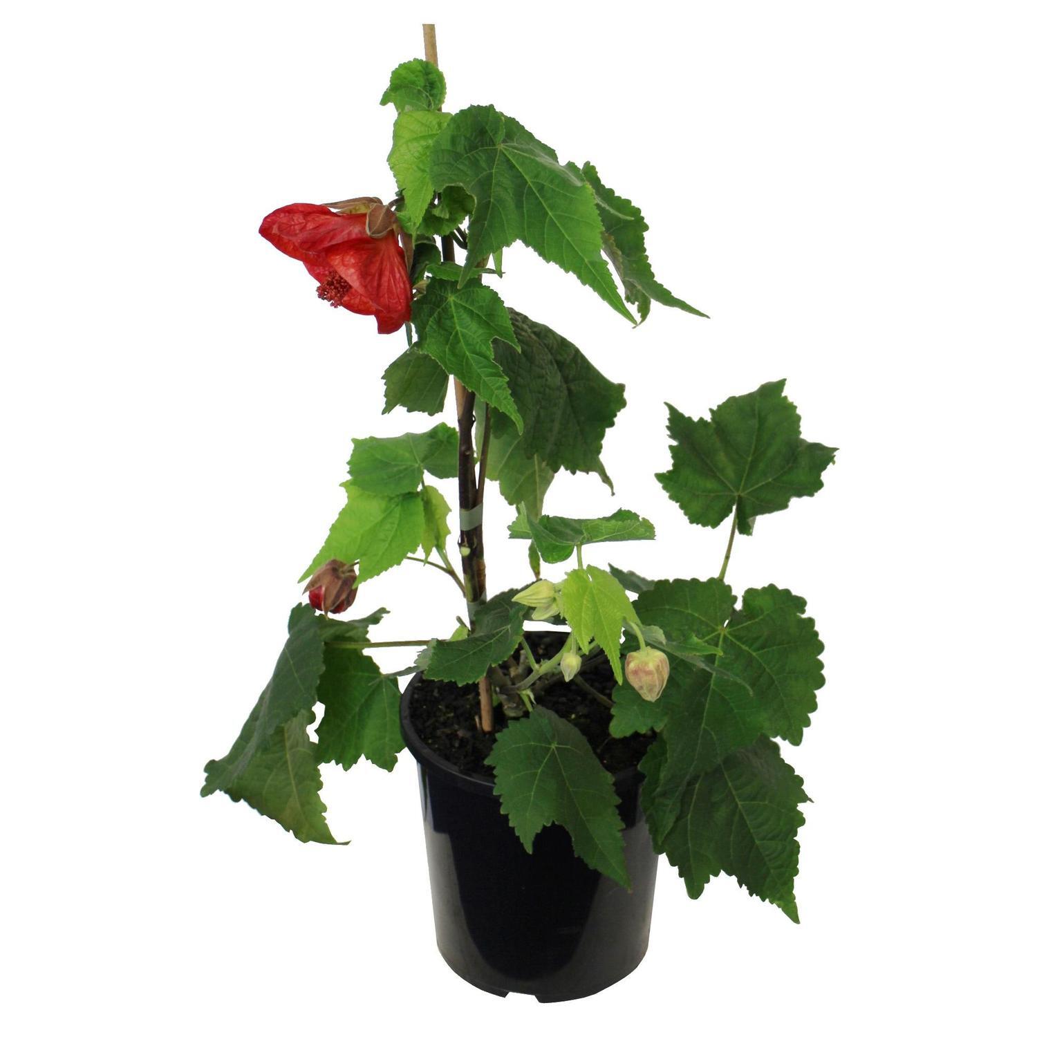 Abutilon Ashford Red 2.5 litre