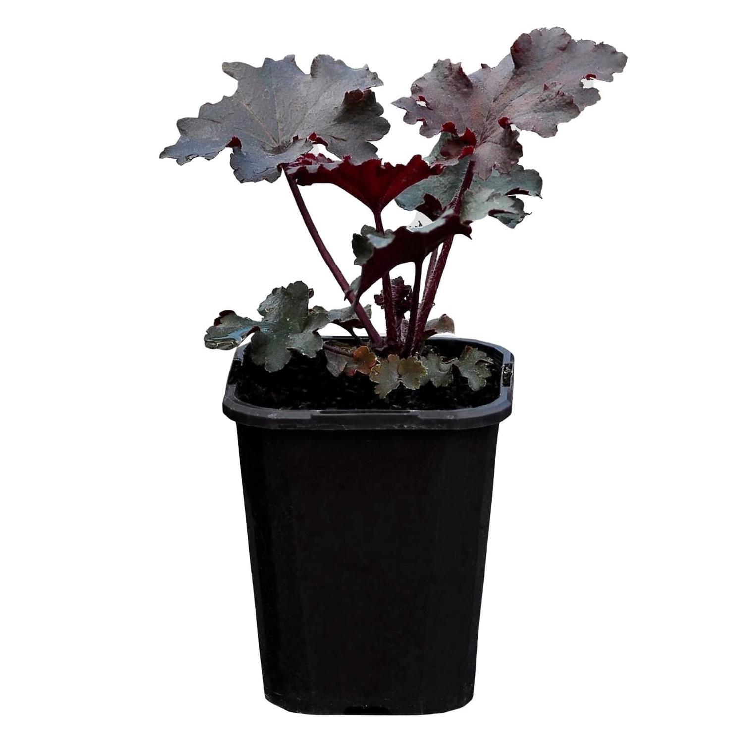 Heuchera Black Taffeta