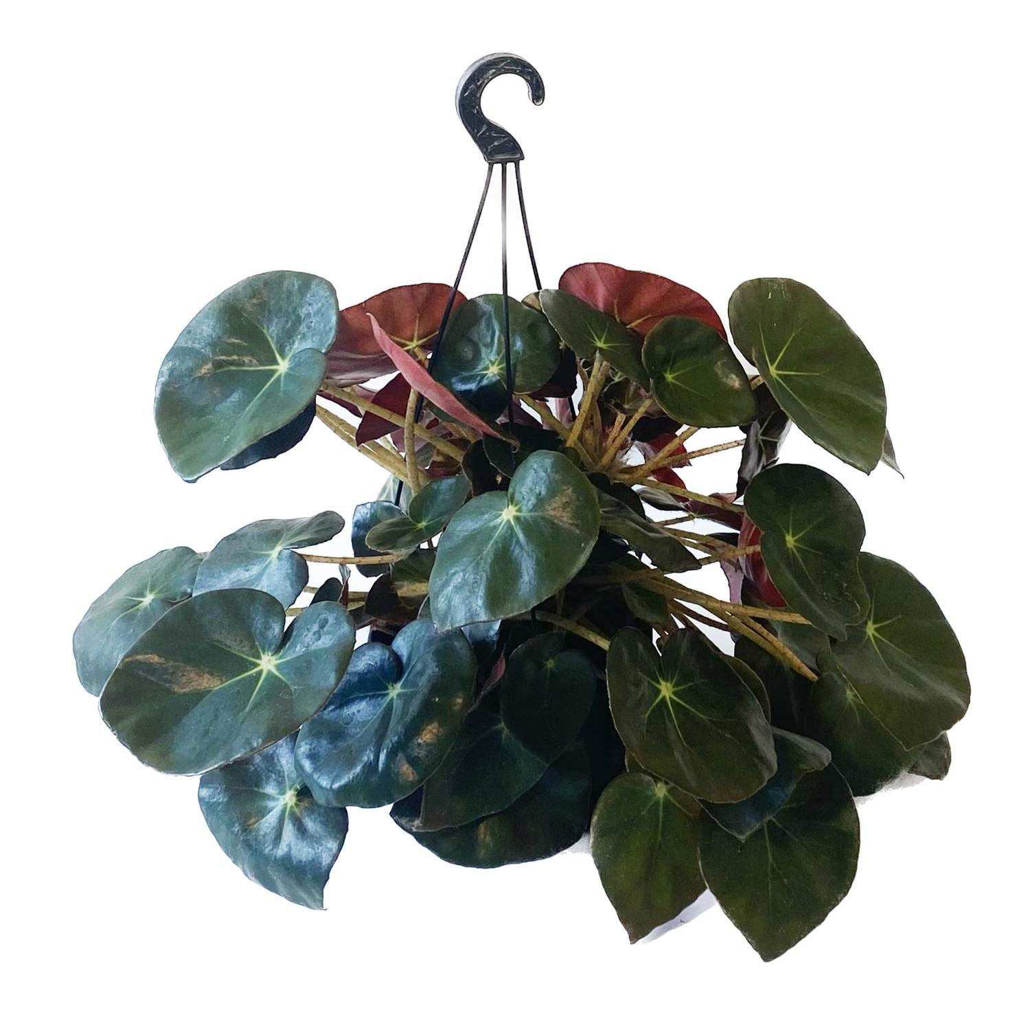 Begonia Elephant Basket 17.5cm