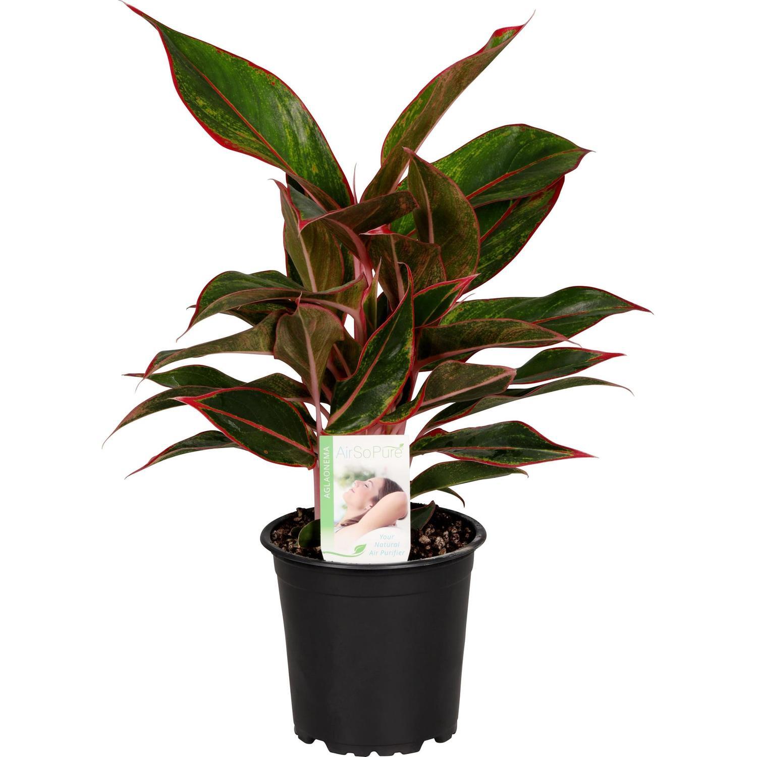 Aglaonema Red Gold