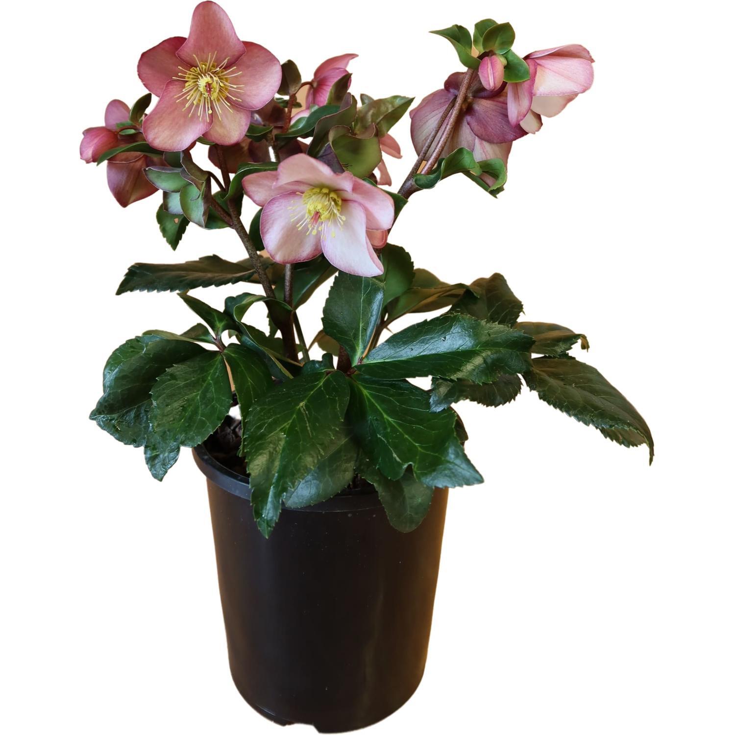 Hellebore Ice N Roses® Early Rose 2.4L White
