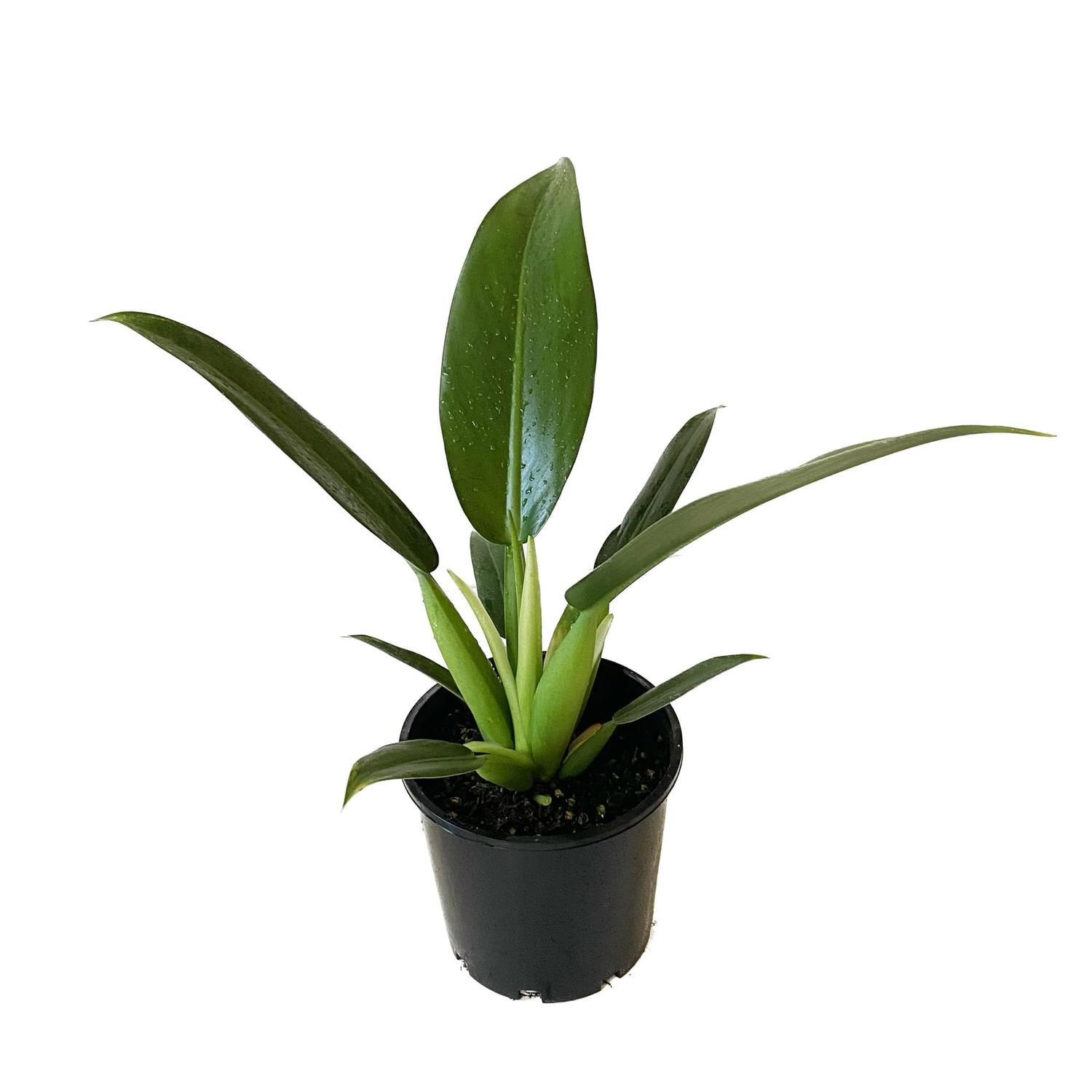 Philodendron Fat Boy