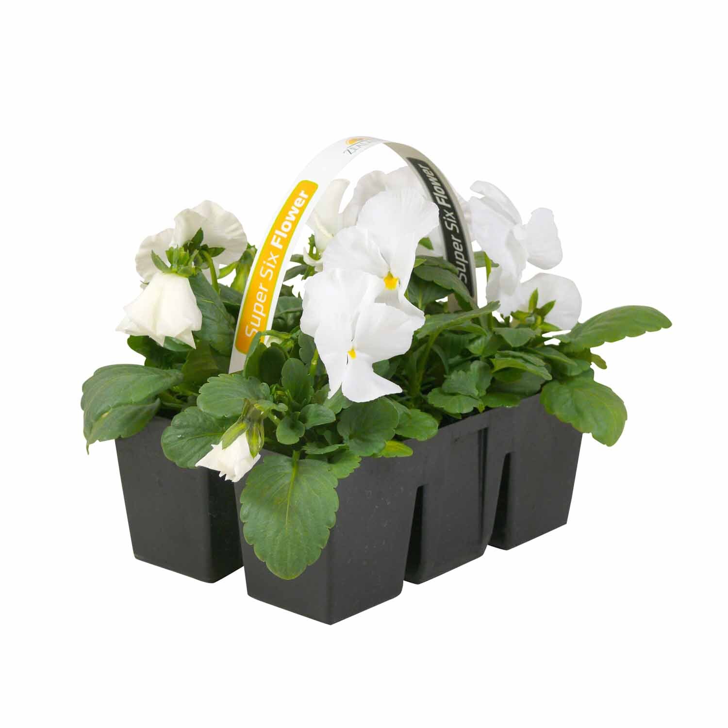 Pansy