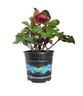 Hellebore Anna's Red
