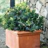 Blueberry Peach Sorbet® 1.9L