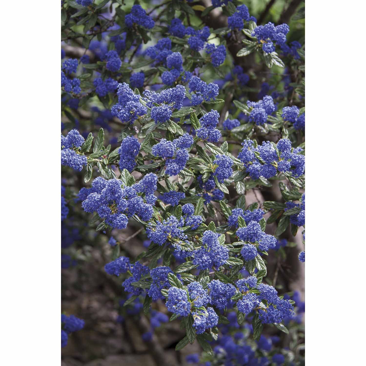 Ceanothus Blue Sapphire