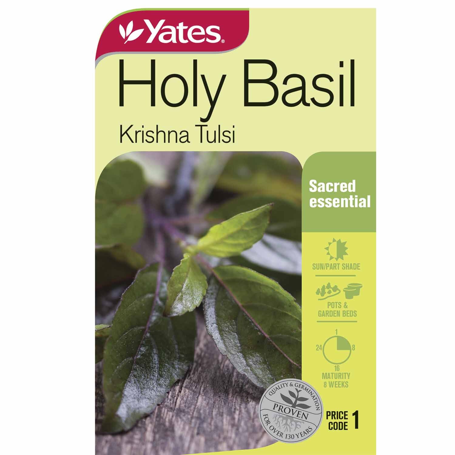 Holy Basil (Krishna Tulsi)
