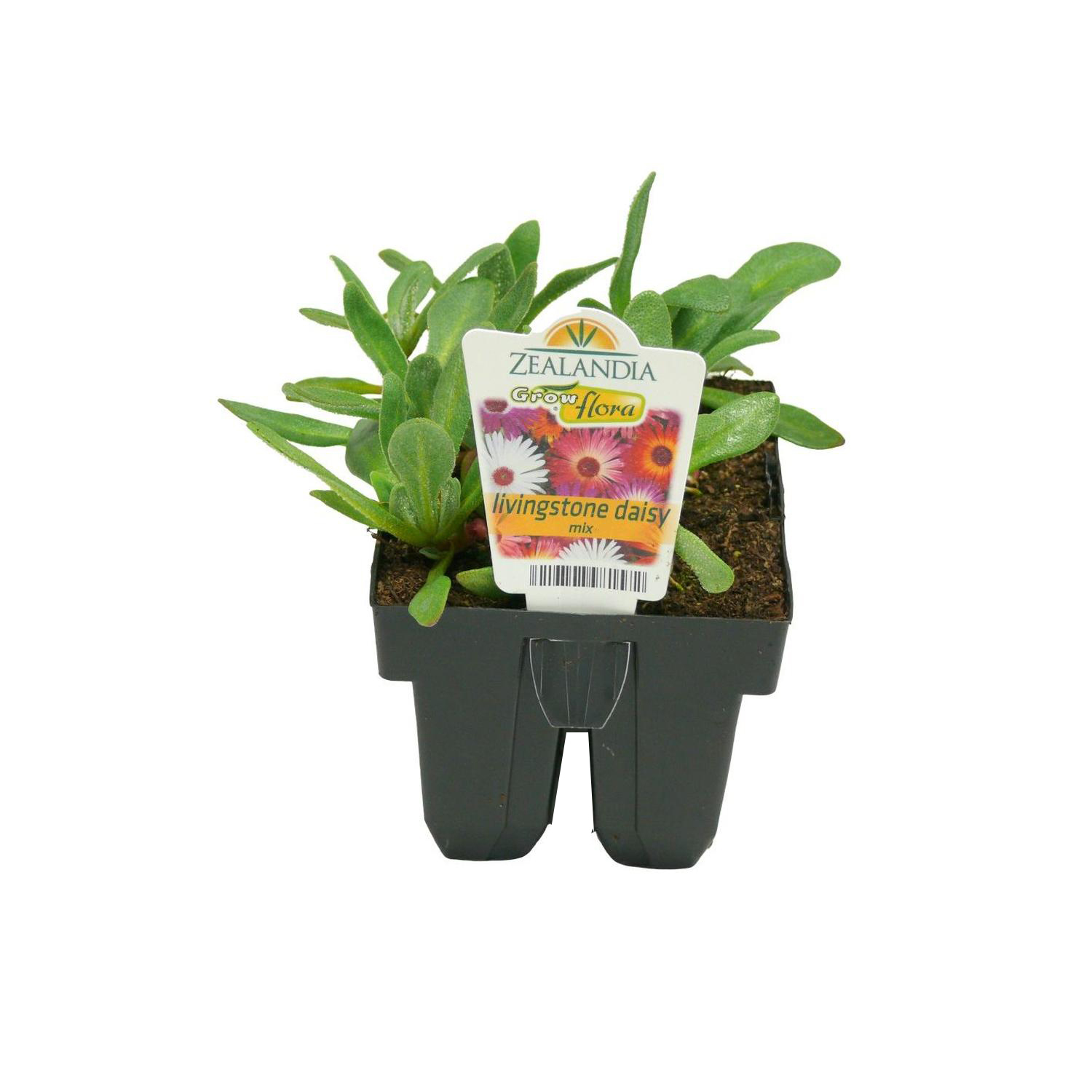 Livingstone Daisy