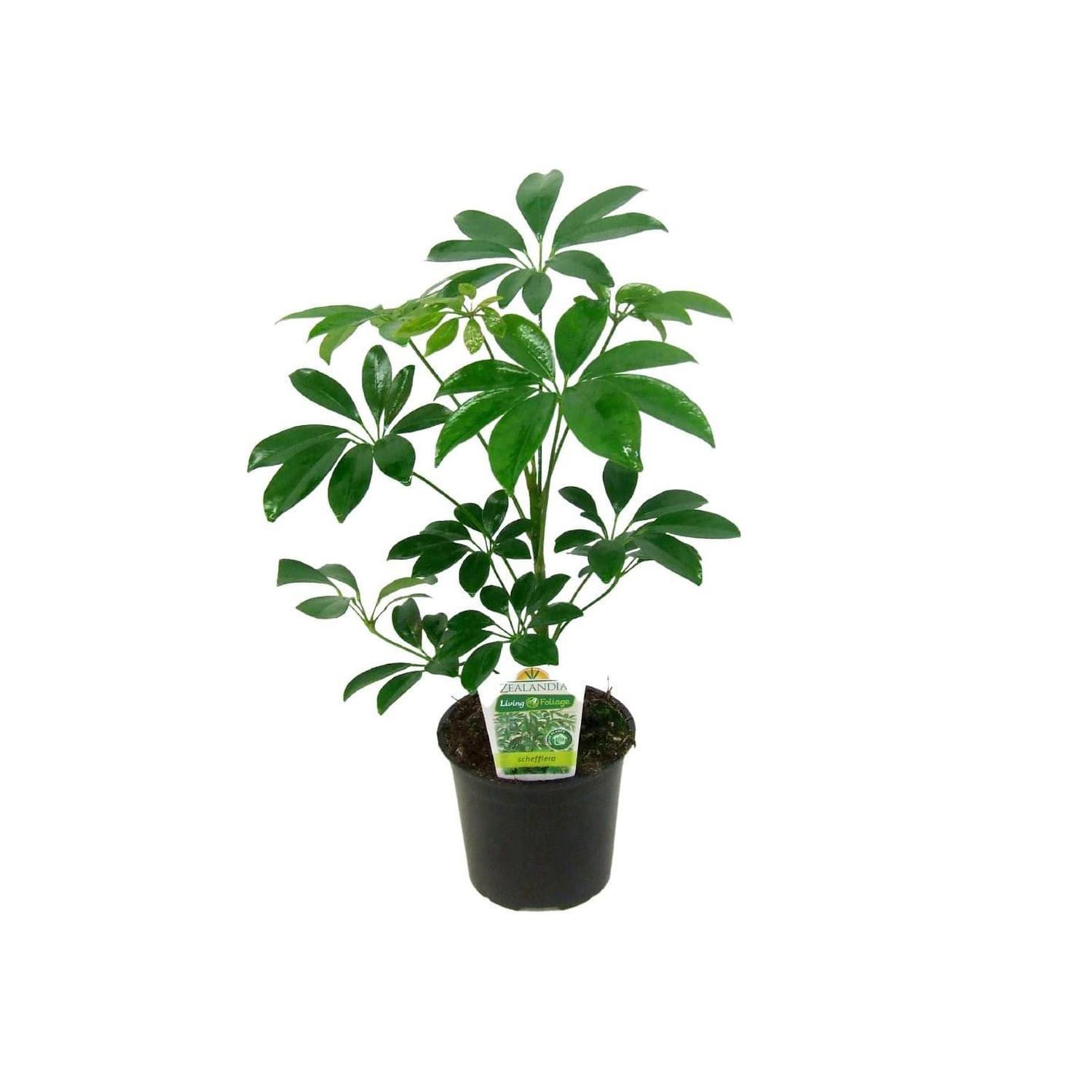 Schefflera
