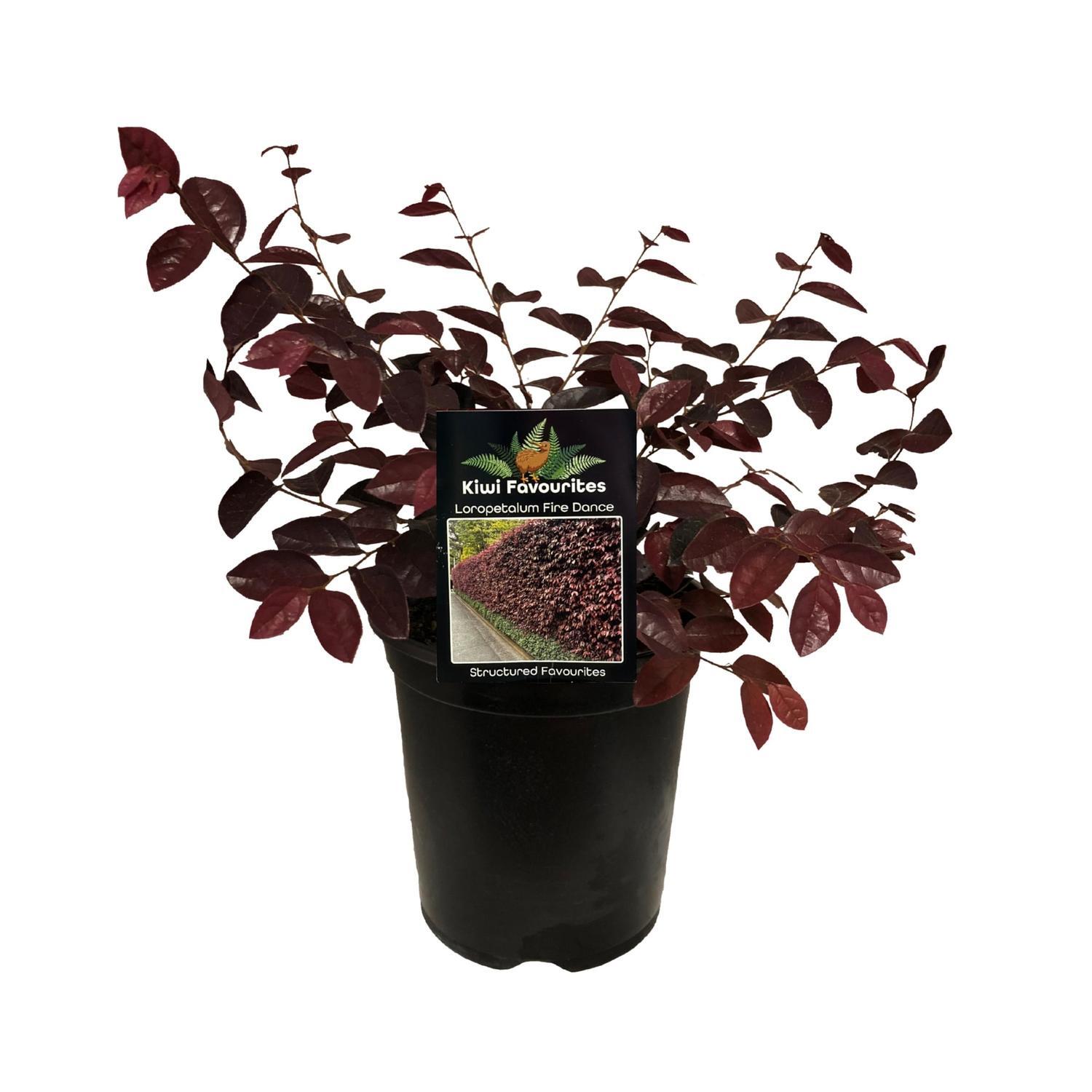 Loropetalum Fire Dance  15cm