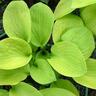 Hosta August Moon