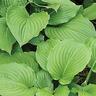 Hosta plantaginea Grandiflora