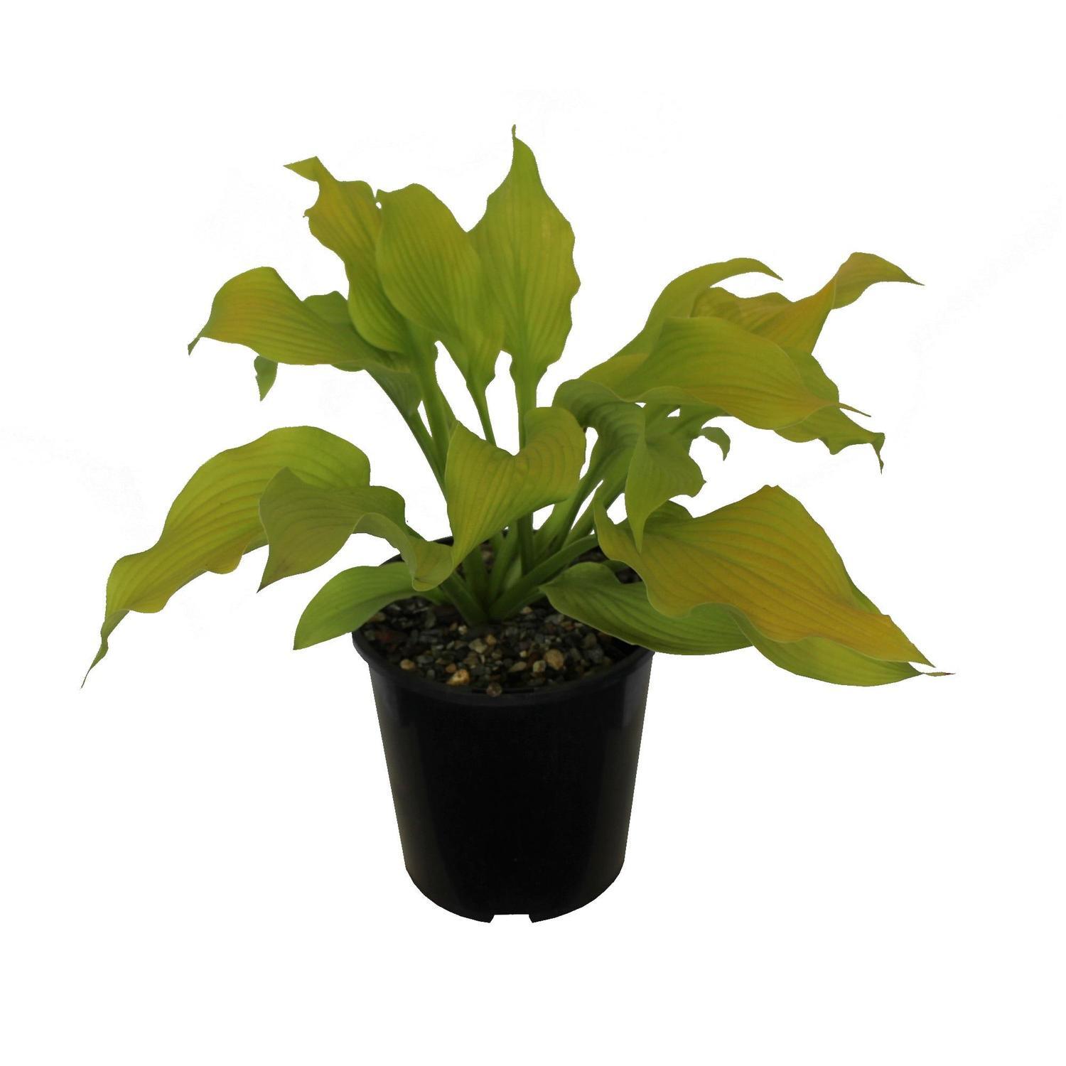 Hosta Sun Power