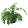 Asplenium bulbiferum 15cm