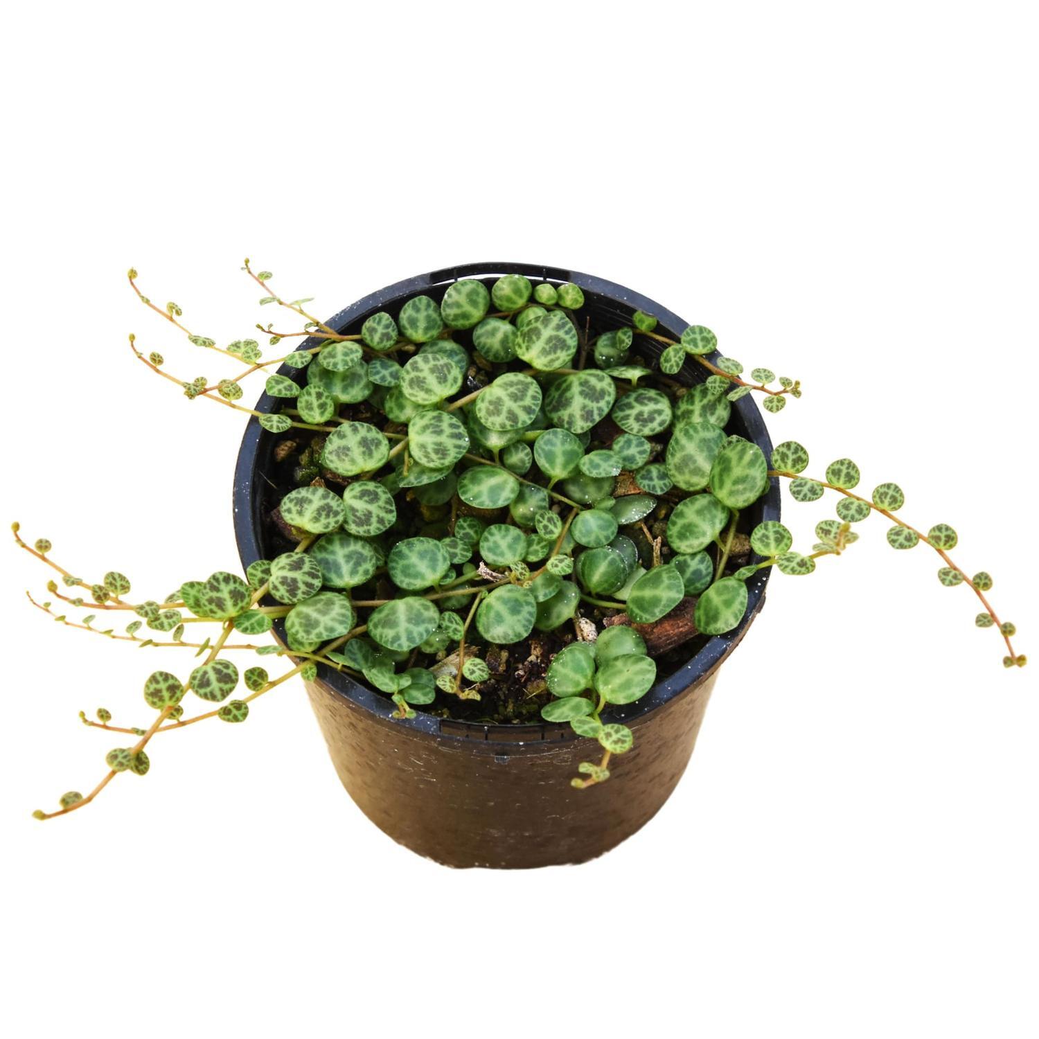 String of Turtles 10cm