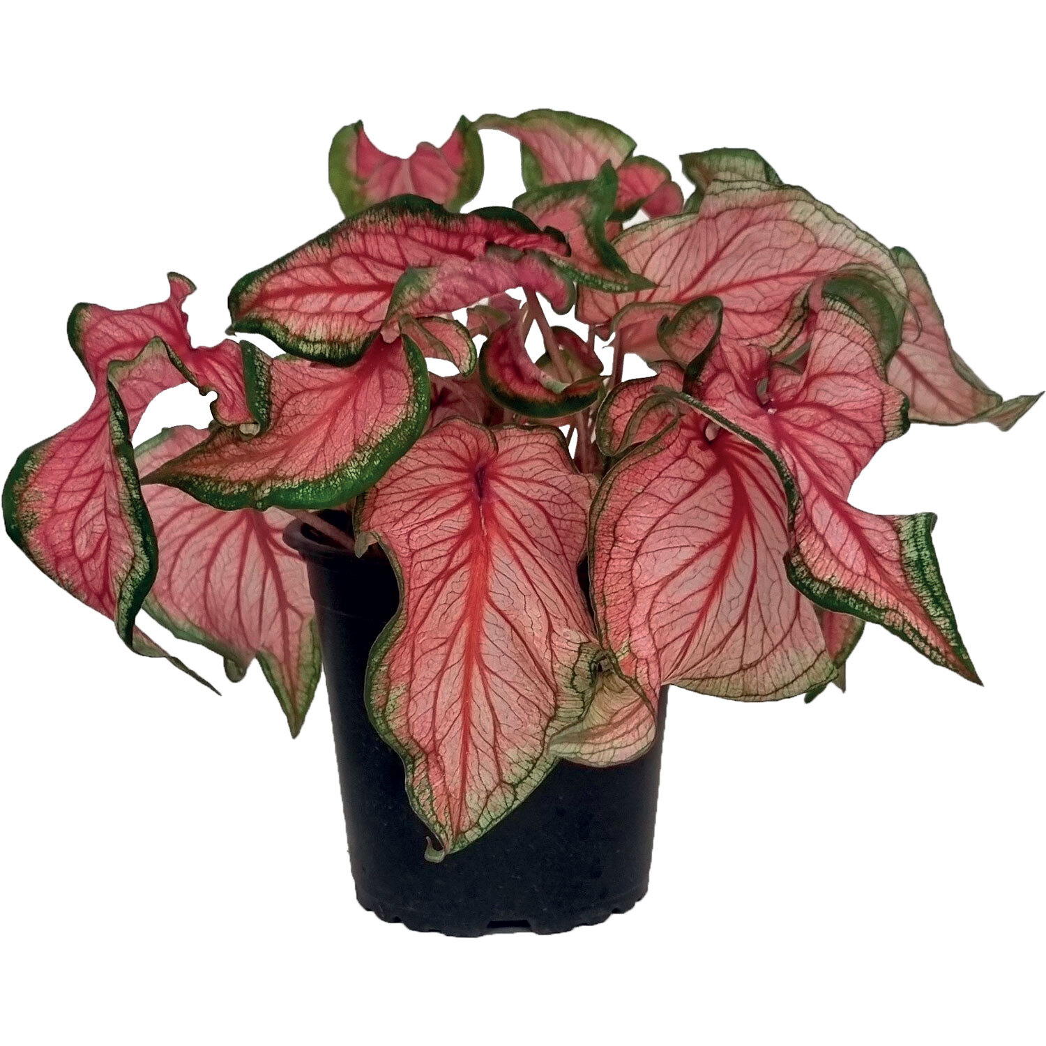 Potted Caladium