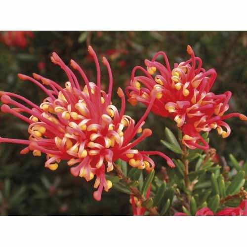 Grevillea Knockout 2.5L